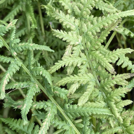 Athyrium filix-femina Victoriae