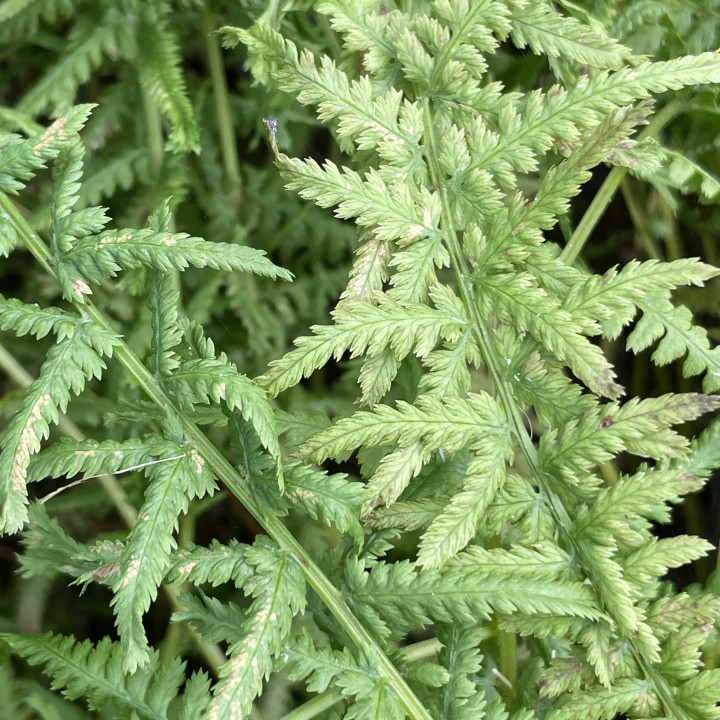 Athyrium filix-femina Victoriae