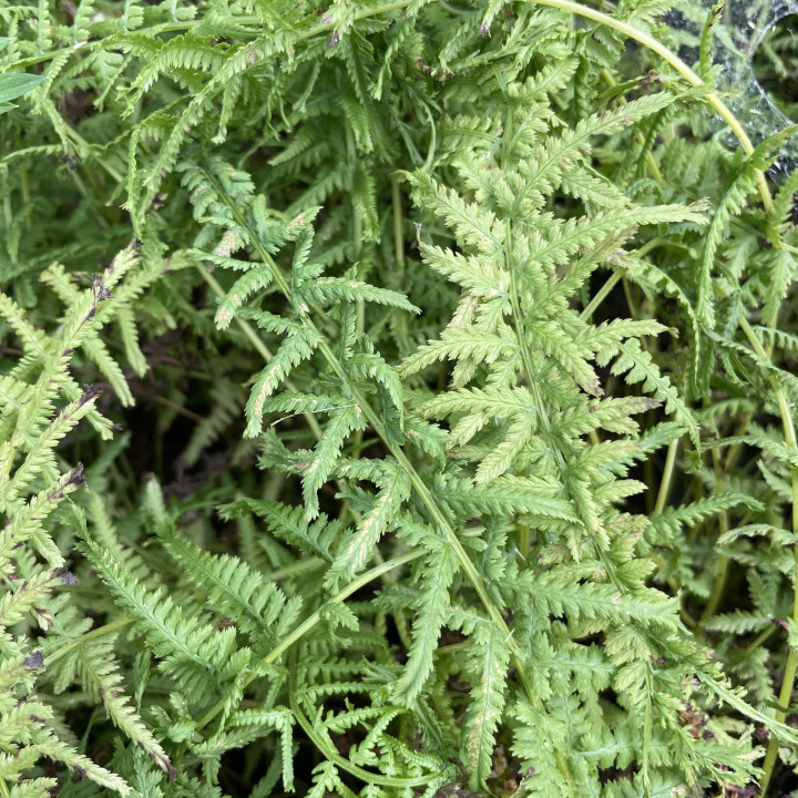 Athyrium filix-femina Victoriae