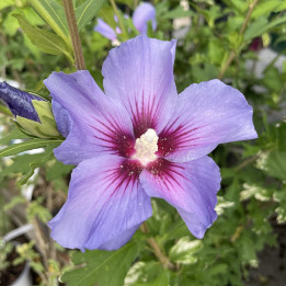 Hibiscus syriacus Azurri