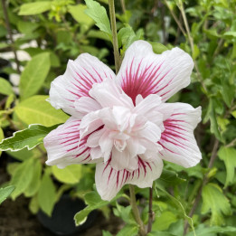 Fleur double Hibiscus Starburst Chiffon blanc pur striée rose carmin 10cm diamètre