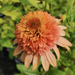 Fleurs de l'Echinacea Supreme Cantaloupe