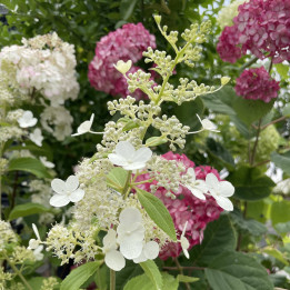 Hydrangea paniculata Kyushu