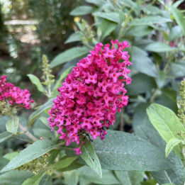 Buddleia davidii Butterfly Candy Little Ruby