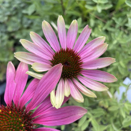 Gros plan  de la fleur d'Echinacea Green Twister