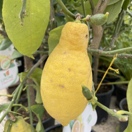 Citronnier