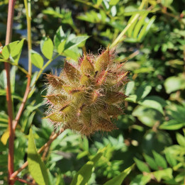 Glycyrrhiza yunnanensis