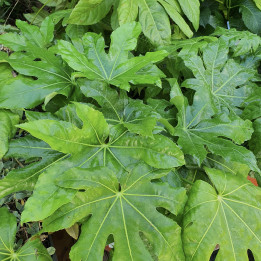 Fatsia japonica