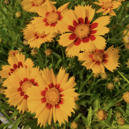 Coreopsis grandiflora Heliot