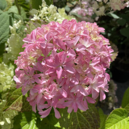 Hydrangea macrophylla Inspire