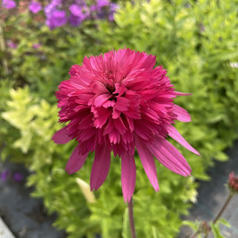 Echinacea purpurea Southern Belle