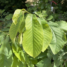 Asimina triloba Susquehanna