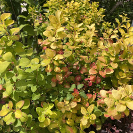 Berberis thunbergii Limoncello