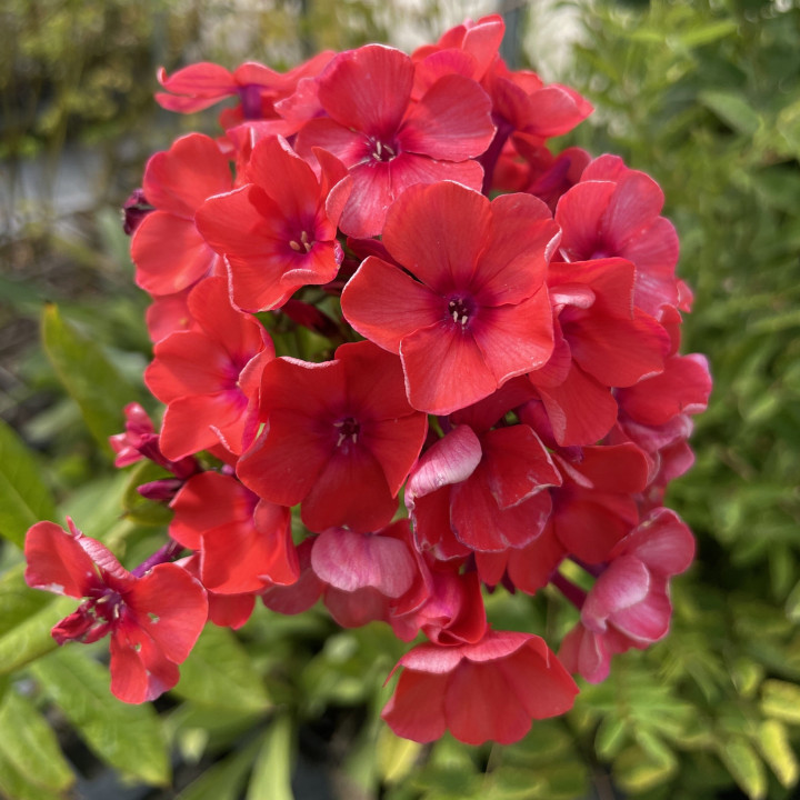 Phlox paniculata Orange Perfection