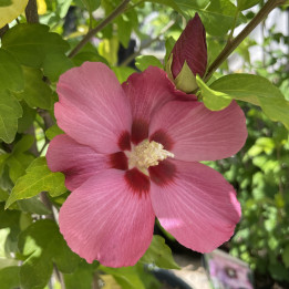 Hibiscus syriacus Woodbridge