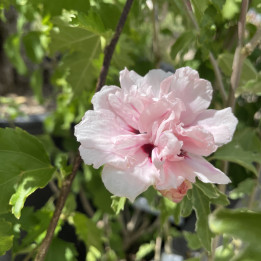 Hibiscus syriacus Sugar Tip