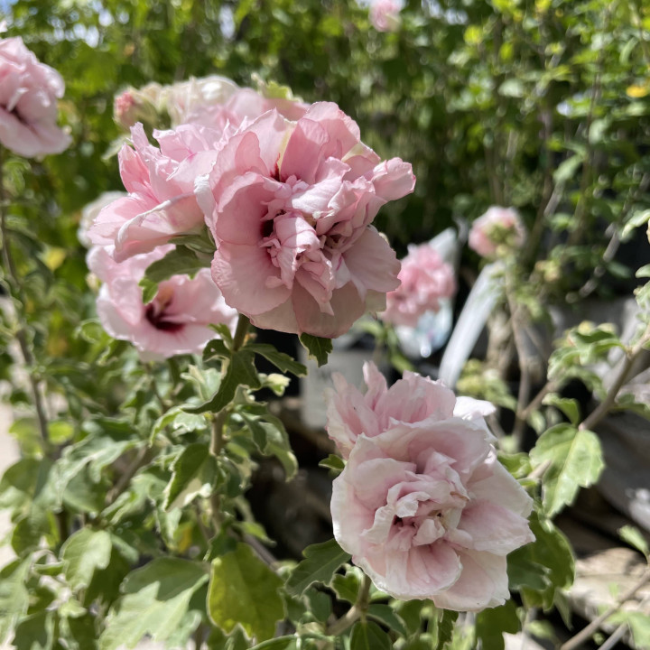 Hibiscus syriacus Sugar Tip