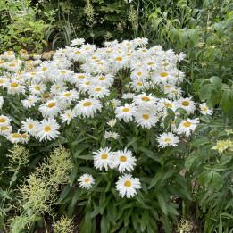 Leucanthemum x superbum Victorian Secret en pleine floraison