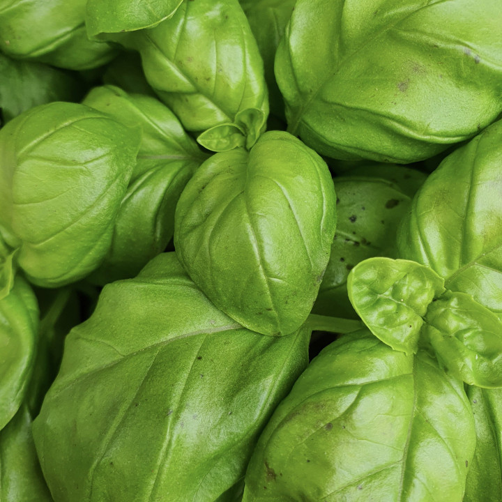 Basilic Grand Vert