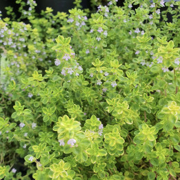 Thym citron