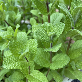Menthe verte