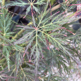 Acer palmatum Emerald Lace