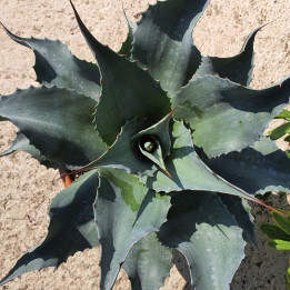 Agave ovatifolia