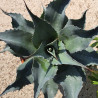 Agave ovatifolia