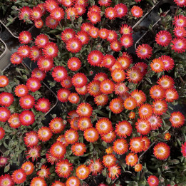 Delosperma Jewel of Desert Grenade