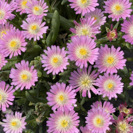 Delosperma Jewel of Desert Rosequartz