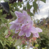 Abelia Pinky Bells
