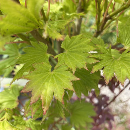 Acer shirasawanum Aureum