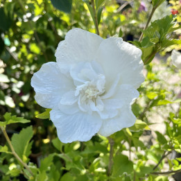 Hibiscus syriacus White Chiffon