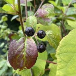 Aronia melanocarpa