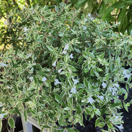 Abelia grandiflora Confetti