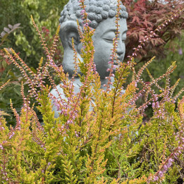Calluna vulgaris Wickwar Flame