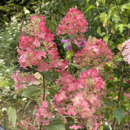 Hydrangea paniculata Framboisine