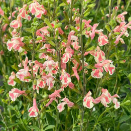 Floraison abondante de la Salvia jamensis Belle de Loire