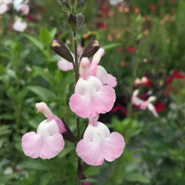 Salvia microphylla Anduus