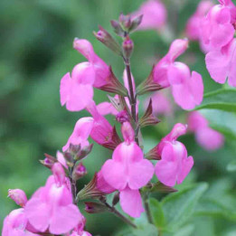 Salvia jamensis Delice Roselilac