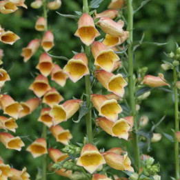 Digitalis Goldcrest