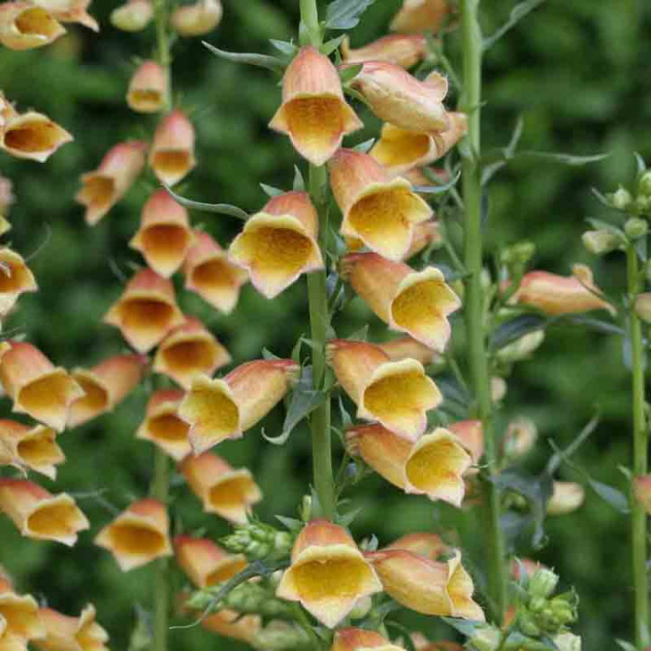 Digitalis Goldcrest