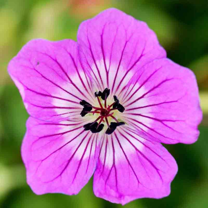 Geranium Kelly Anne | Géranium vivace | Le châtel des vivaces