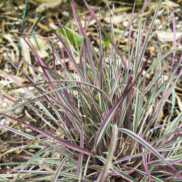 Schizachyrium scoparium Chameleon