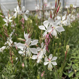 Gaura lindheimeri Whirling Butterflies