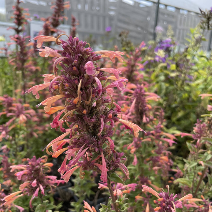 Agastache Mango Tango en fleurs, épis orange mangue à calices rose sombre