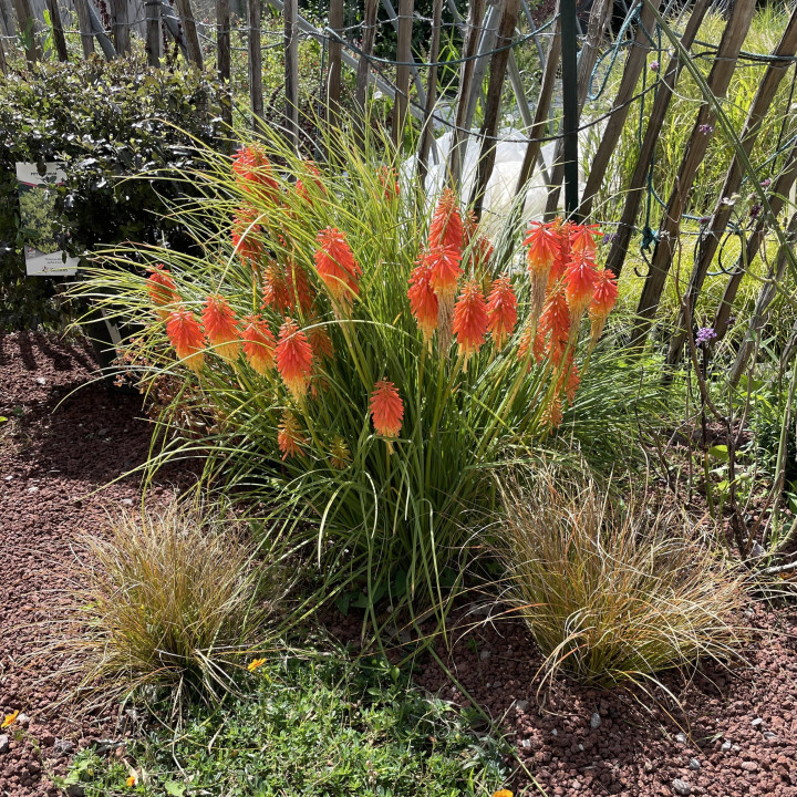 Kniphofia Papaya Popsicle