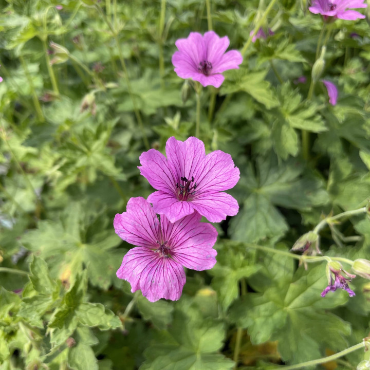 Geranium Elworthy Eyecatcher