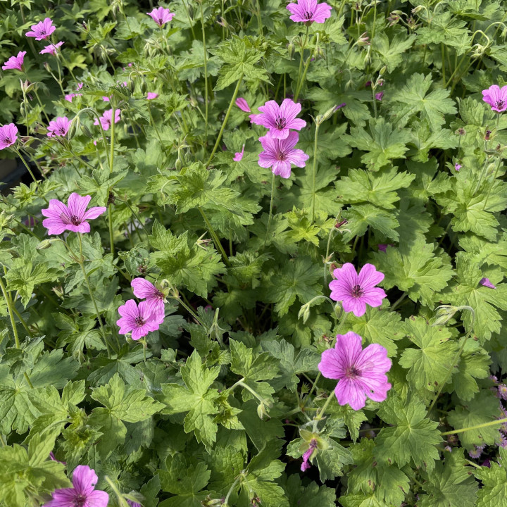 Geranium Elworthy Eyecatcher