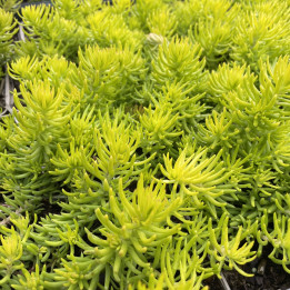 Feuillage du Sedum reflexum Angelina